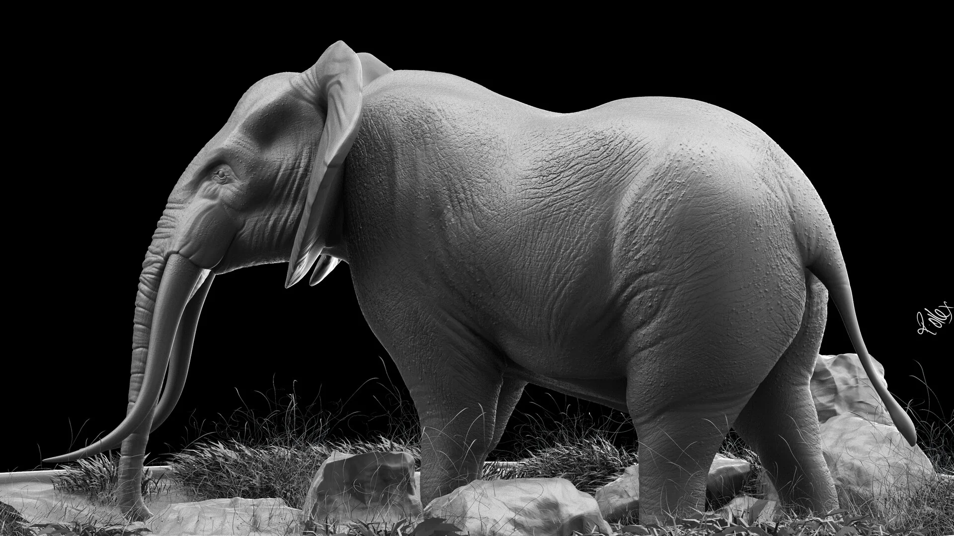 Full side profile from the left, showing the line of the back, the rib cage and the hind leg.