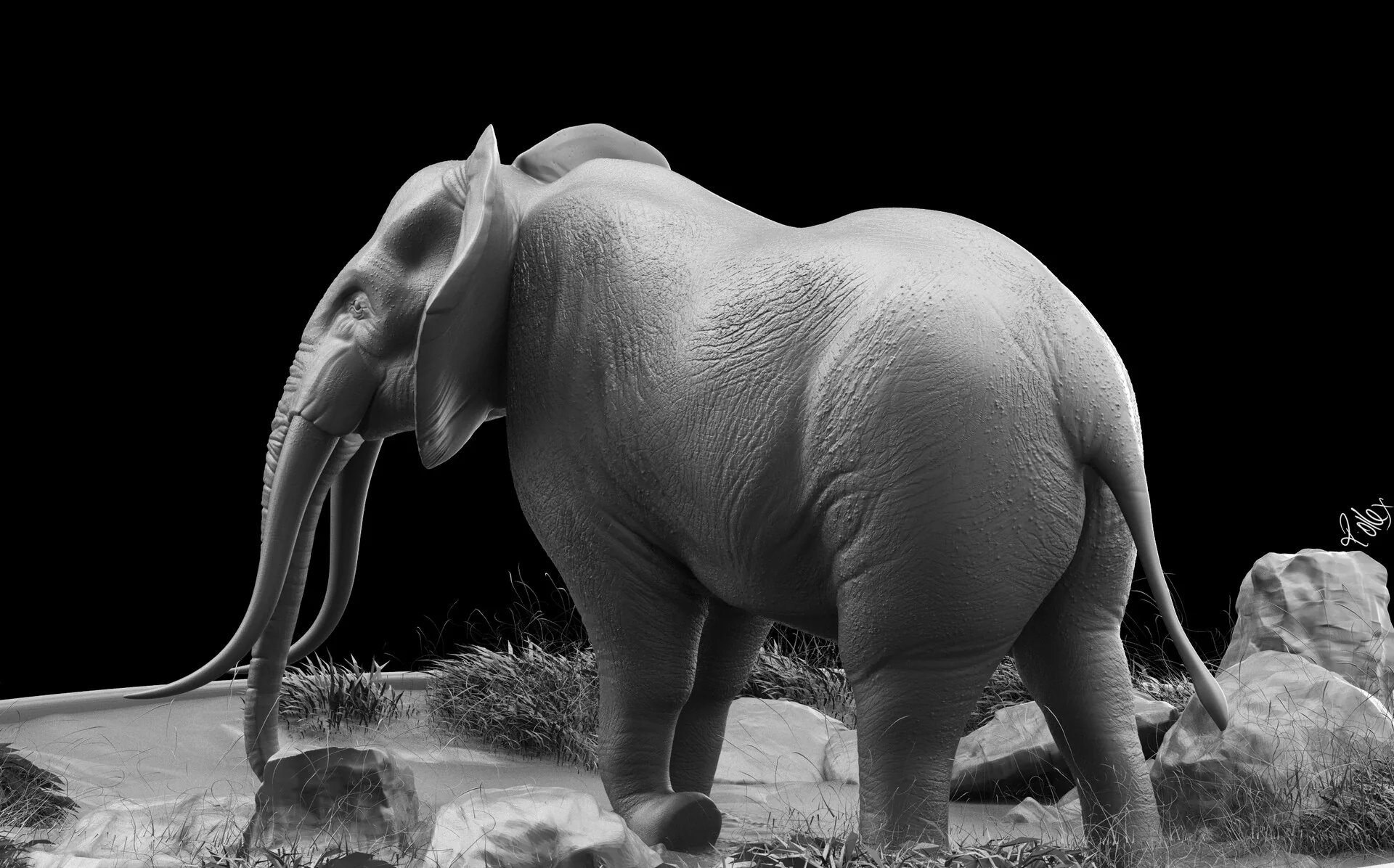Rear three-quarter view, showing the hindquarters and the fall of the tail.