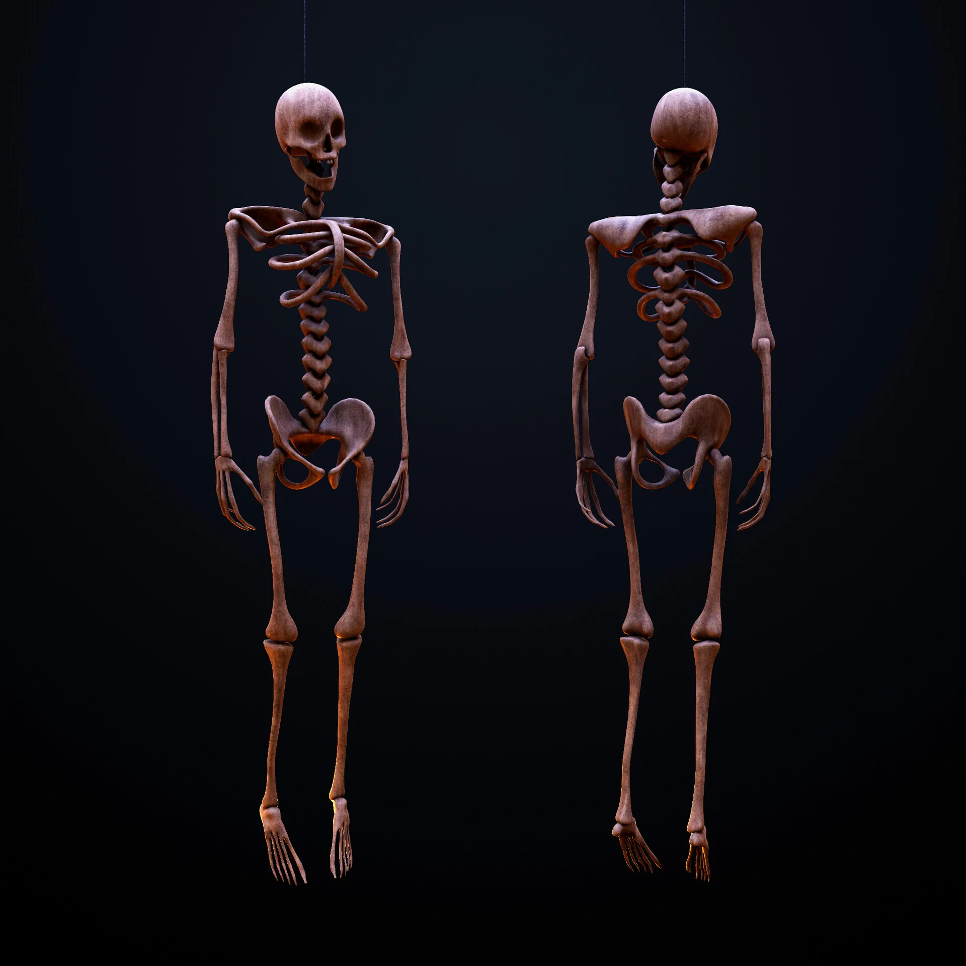 A cheap plastic toy skeleton shown from the front and the back against a dark backdrop.
